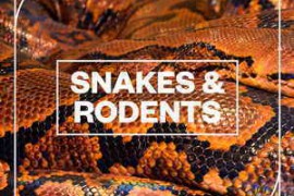 Blastwave FX Snakes and Rodents WAV-FANTASTiC