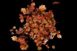 Free Download:Autumn Leaves Particles Burst no Plugins 59558132