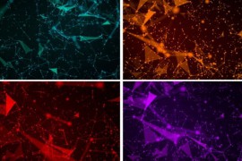 Plexus Background Animation Pack 47440878