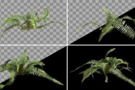 Looping Ferns Pack 52079792