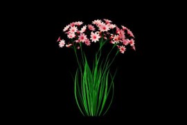 Flowers Bouquet Blooming Alpha Channel 52202256