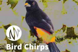 PSE: The Producer’s Library Bird Chirps and Squawks WAV-FANTASTiC