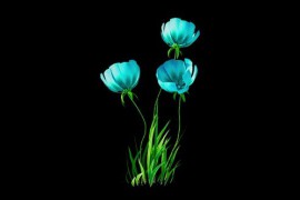 Flowers Blue Growing Alpha Channel 51713334