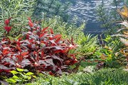 Maxtree Plant Models Vol.83