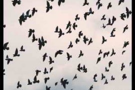 Big Room Sound Essential Birds WAV-FANTASTiC