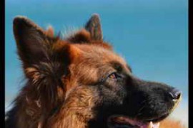 Big Room Sound German Shepard and Friends WAV-FANTASTiC