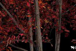 Fab – Sourwood Trees