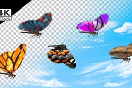 Butterfly Pack 4k 37110333