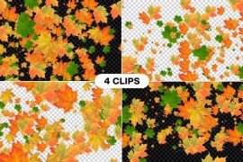Autumn Leaf Transition 46830877
