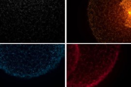 Looped Luxury Particular Background Pack 46542806