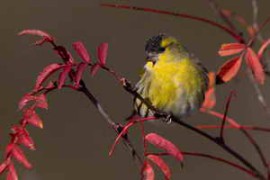 Cobalt Image – Kodak Film Modular Package 3.1