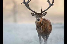 Soundholder Roaring Stags WAV