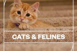 Blastwave FX Cats and Felines WAV-FANTASTiC