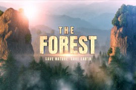 The Forest I Title Opener 50620122