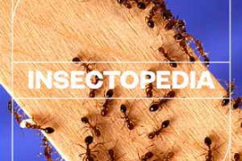 Blastwave FX Insectopedia WAV-FANTASTiC