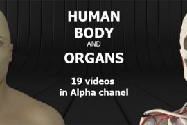 Human Body and Organs 20727612