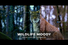 Wildlife Moody Luts 43542703