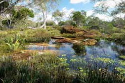 Globe Plants – Bundle 46 – Wetland Plants
