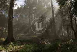 Udemy – Megascans Scene – Black Alder Forest