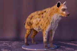 Udemy – Hyena groom techniques in Houdini