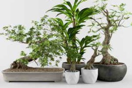 3DSky – Pro Models Plants Set