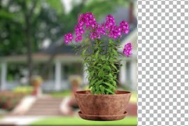 Animated Flowering tree with pink flowers 51109914