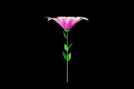 Pink Flower Blooming Alpha Channel 50950530