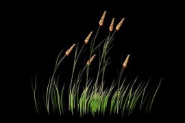 Wheat Growing Alpha Channel 50950536