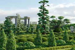 Globe Plants – Bundle 57 – Ornamental Plants & Hedge 02