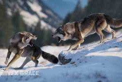 Vfx Grace Wolf Animation