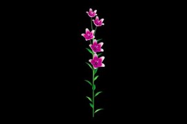 Pink Flowers Blooming Alpha Channel 50932018