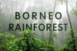 Pro Sound Effects Borneo Rainforest WAV-FANTASTiC
