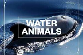 Blastwave FX Water Animals WAV-FANTASTiC