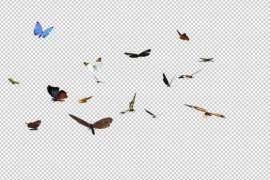 2 Swarms of Colorful Butterflies - Cross Flying Over Screen - I 50268340