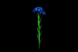 Flower Blue Blooming Alpha Channel 52371594