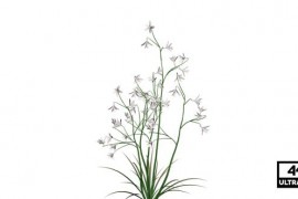 Flower Grass Seamless Loop 4K Alpha 39980660