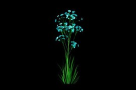 Branch Of Blue Flowers Growing Alpha Channel 51498504