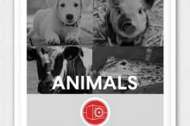 Big Room Sound Animals WAV-FANTASTiC