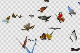 Colorful Butterflies - Large Swarm - Flying Loop - CU View - II 50268344