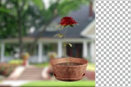 Animated Flowering tree with red rose flower 51109915