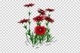Aster Flower 39504874