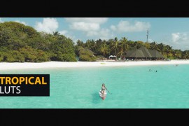 Tropical LUTs 50040356