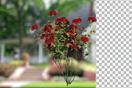 Animated Flowering tree with red roses flower 51109922