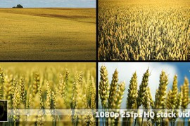 Wheat Field Pack 2 (4-pack) 5146824
