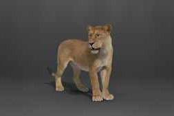 CGTrader – Female Lion Rigged VFX Grace – Blender