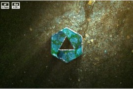 Forest Logo Reveal 50437909