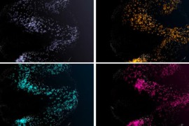 Luxury Particles Background Pack 50116631