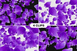 Rose Petals Transition Alpha V2 47339439