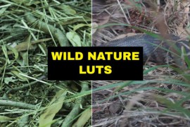 LUTs Wild Nature 42168827