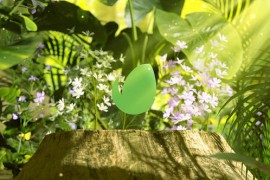Nature Logo 29770889